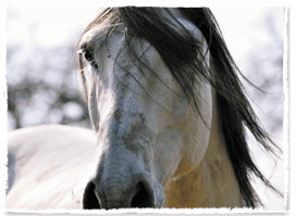 Osteopathie bij paarden - Hand to Mane