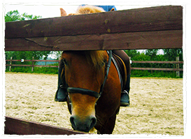 Behandeling door dierenarts - Hand to Mane