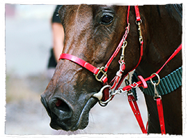 Horse nose - Hand to Mane