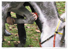 Ostéopathie cheval
