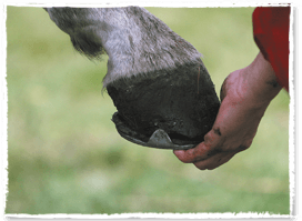 Osteopathische behandeling voor uw paard - Hand to Mane